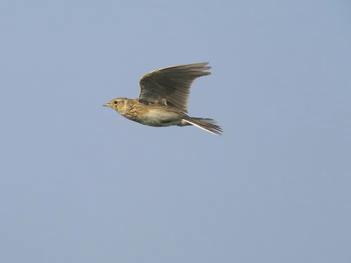 Framed Print : Eurasian skylark (Alauda arvensis) in flight against a pale Framed Print : Eurasian skylark (Alauda arvensis) in flight against a pale