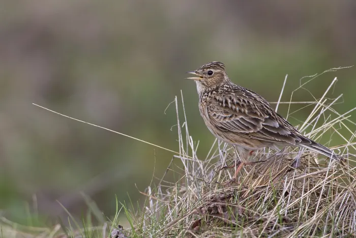 Framed Print : Eurasian Skylark (Alauda arvensis) male singing