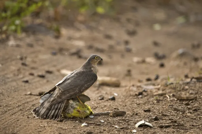 Framed Print : Eurasian sparrow hawk attacking Treron phoenicoptera