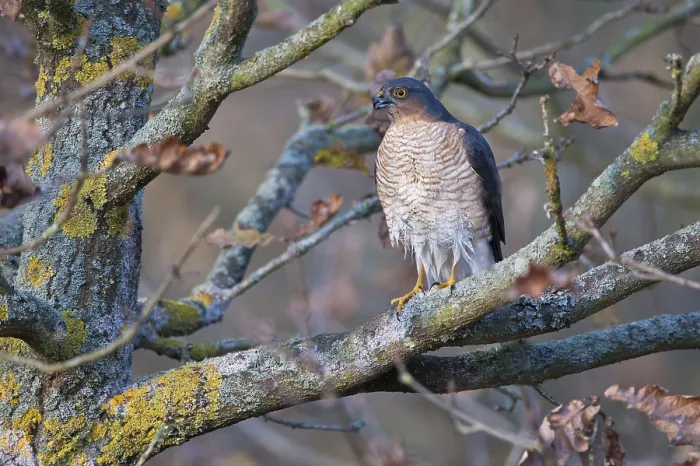 Framed Print : Eurasian Sparrowhawk (Accipiter nisus)