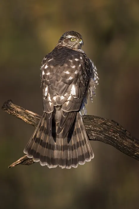 Framed Print : Eurasian sparrowhawk (Accipiter nisus)
