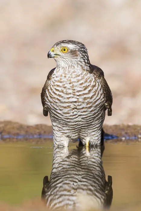 Framed Print : Eurasian Sparrowhawk (Accipiter nisus) drinking at a waterhole
