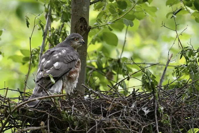 Framed Print : Eurasian Sparrowhawk (Accipiter nisus) female in nest Framed Print : Eurasian Sparrowhawk (Accipiter nisus) female in nest
