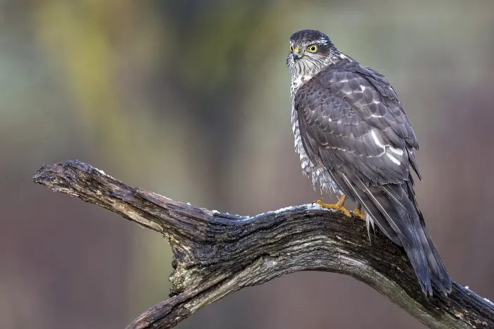 Framed Print : Eurasian Sparrowhawk (Accipiter nisus) female perched on a branch Framed Print : Eurasian Sparrowhawk (Accipiter nisus) female perched on a branch