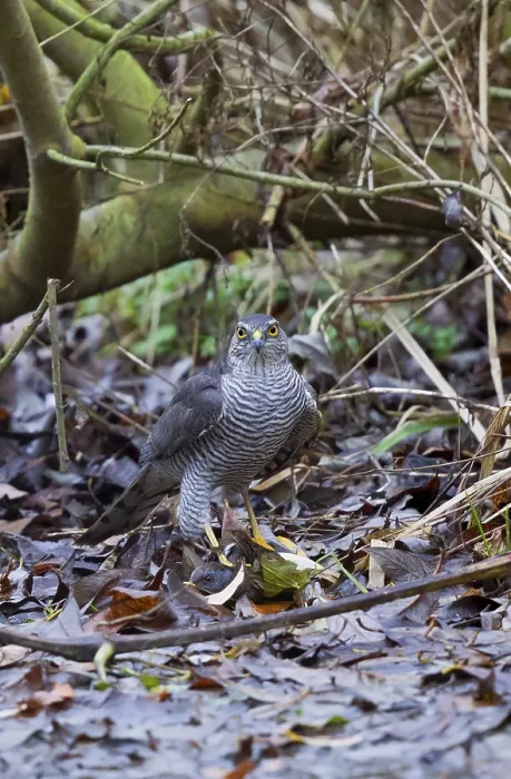 Framed Print : Eurasian Sparrowhawk (Accipiter nisus) female with Water Rail prey