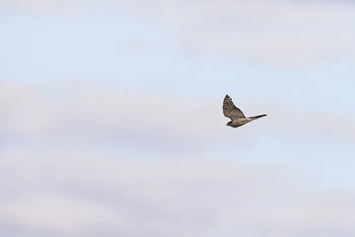 Framed Print : Eurasian sparrowhawk (Accipiter nisus) in flight Framed Print : Eurasian sparrowhawk (Accipiter nisus) in flight