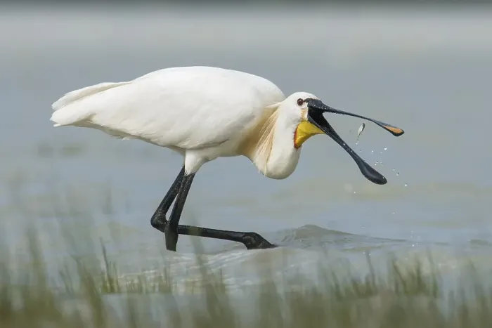 Framed Print : Eurasian Spoonbill or Common Spoonbill (Platalea leucorodia)