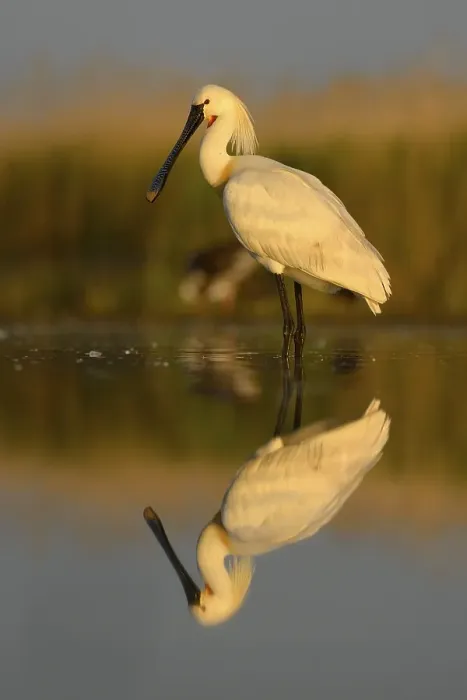Framed Print : Eurasian Spoonbill or Common Spoonbill (Platalea leucorodia)