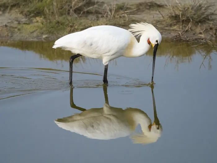Framed Print : Eurasian Spoonbill or Common Spoonbill (Platalea leucorodia) Framed Print : Eurasian Spoonbill or Common Spoonbill (Platalea leucorodia)