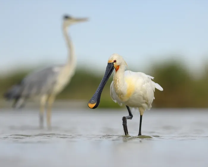 Framed Print : Eurasian Spoonbill or Common Spoonbill (Platalea leucorodia)