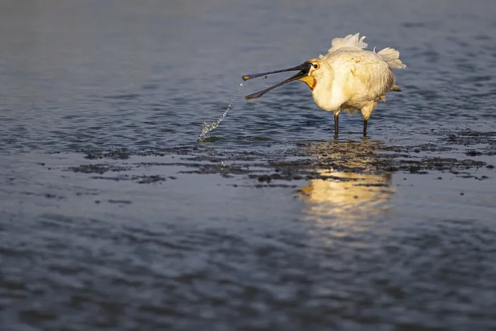 Framed Print : Eurasian spoonbill (Platalea leucorodia)