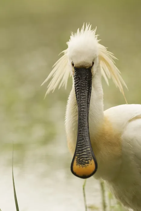 Framed Print : Eurasian Spoonbill (Platalea leucorodia)