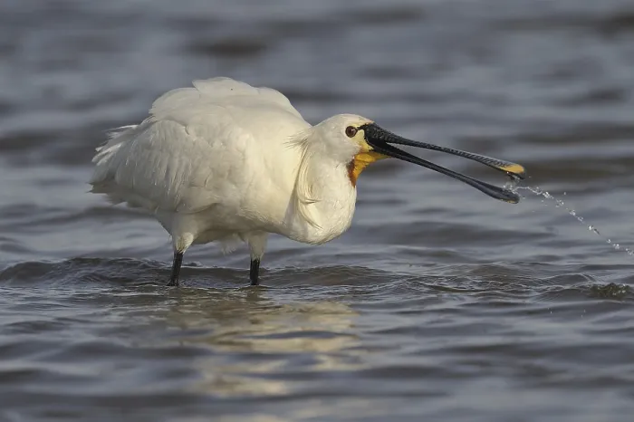 Framed Print : Eurasian Spoonbill (Platalea leucorodia)