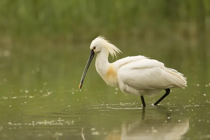 Framed Print : Eurasian Spoonbill (Platalea leucorodia)