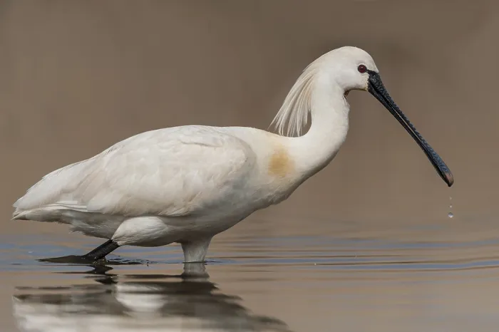 Framed Print : Eurasian Spoonbill (Platalea leucorodia) Framed Print : Eurasian Spoonbill (Platalea leucorodia)