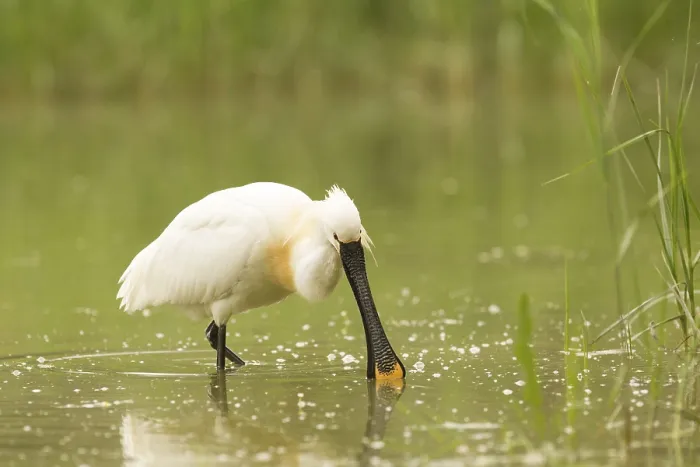 Framed Print : Eurasian Spoonbill (Platalea leucorodia) Framed Print : Eurasian Spoonbill (Platalea leucorodia)