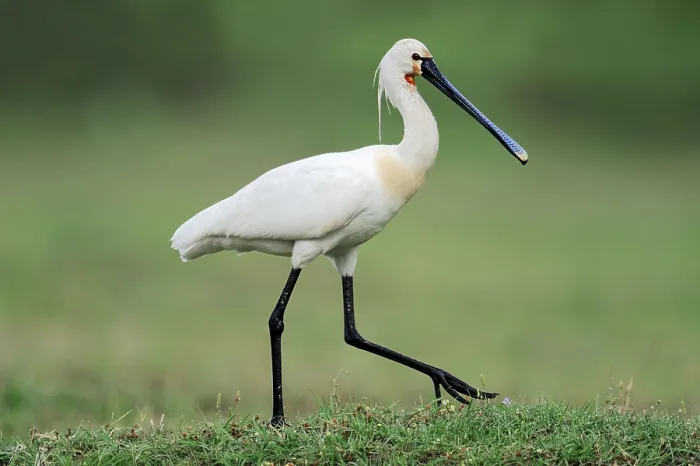 Framed Print : Eurasian spoonbill (Platalea leucorodia)