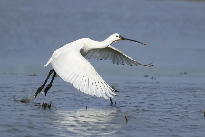 Framed Print : Eurasian spoonbill (Platalea leucorodia) adult bird taking off in flight from a shallow lagoon