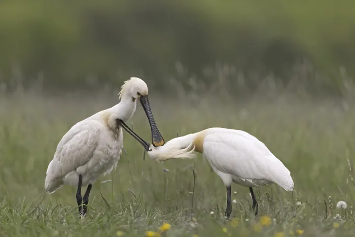 Framed Print : Eurasian Spoonbill (Platalea leucorodia) adult pair in breeding plumage