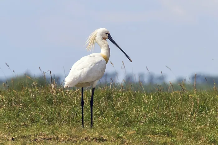 Framed Print : Eurasian Spoonbill (Platalea leucorodia) Common Spoonbill Framed Print : Eurasian Spoonbill (Platalea leucorodia) Common Spoonbill