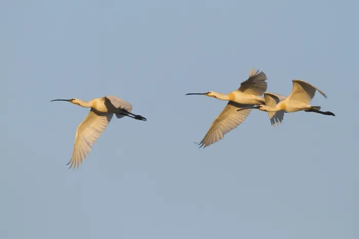 Framed Print : Eurasian Spoonbill (Platalea leucorodia) flying