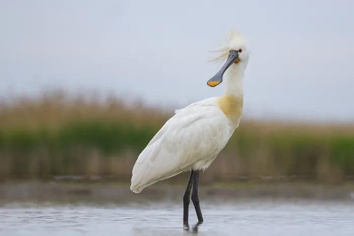Framed Print : Eurasian Spoonbill (Platalea leucorodia) foraging