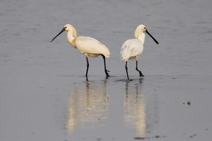 Framed Print : Two Eurasian Spoonbill (Platalea leucorodia) stalking through the mudflat at low tide Framed Print : Two Eurasian Spoonbill (Platalea leucorodia) stalking through the mudflat at low tide