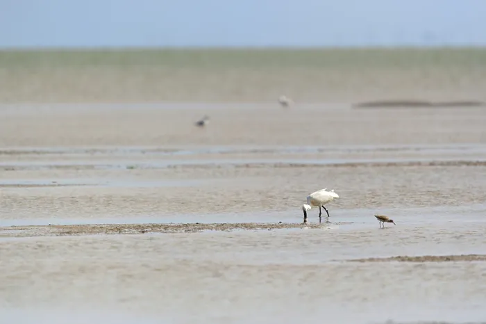 Framed Print : Eurasian Spoonbill wading in wadden sea