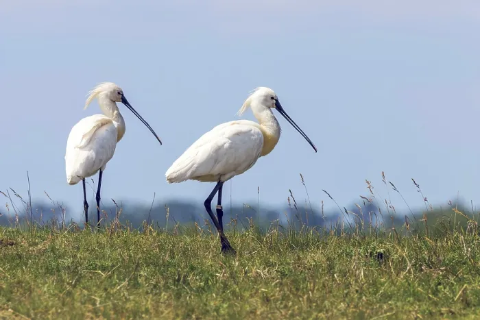 Framed Print : Eurasian Spoonbills (Platalea leucorodia) Common Spoonbills