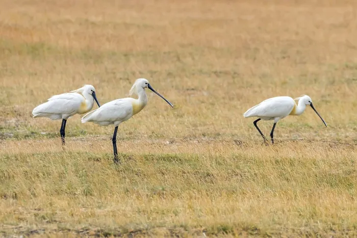 Framed Print : Eurasian Spoonbills (Platalea leucorodia) Common Spoonbills