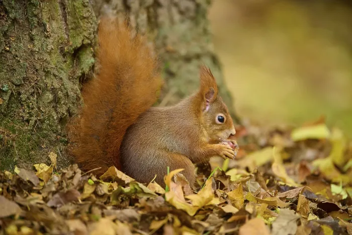 Framed Print : Eurasian squirrel (Sciurus vulgaris) Framed Print : Eurasian squirrel (Sciurus vulgaris)