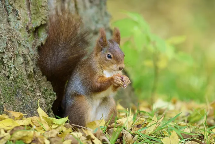 Framed Print : Eurasian squirrel (Sciurus vulgaris) Framed Print : Eurasian squirrel (Sciurus vulgaris)