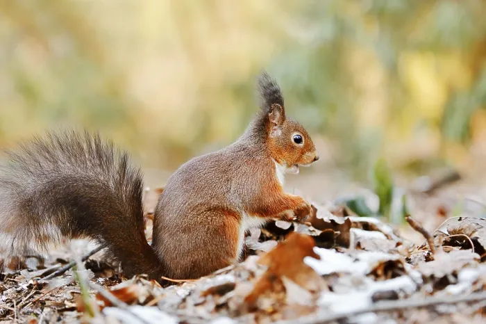 Framed Print : Eurasian squirrel (Sciurus vulgaris) sitting feeding on a pile of leaves with hoarfrost