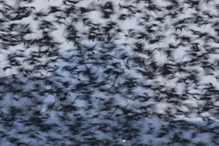 Framed Print : Eurasian starling (Sturnus vulgaris)