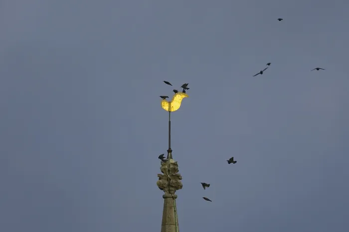 Framed Print : Eurasian starling (Sturnus vulgaris) adult birds flying and on a church spire at dusk
