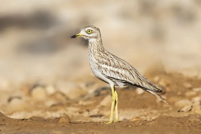 Framed Print : Eurasian Stone-curlew (Burhinus oedicnemus)