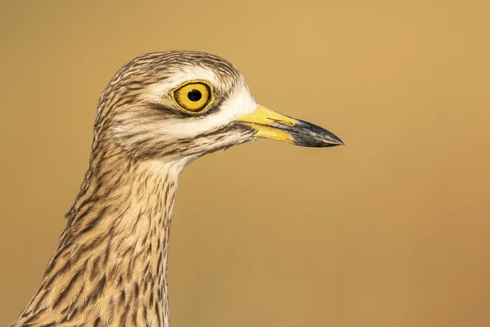 Framed Print : Eurasian Stone-curlew (Burhinus oedicnemus) Framed Print : Eurasian Stone-curlew (Burhinus oedicnemus)