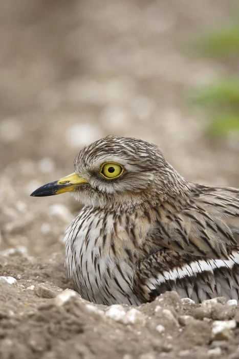 Framed Print : Eurasian stone curlew (Burhinus oedicnemus) adult