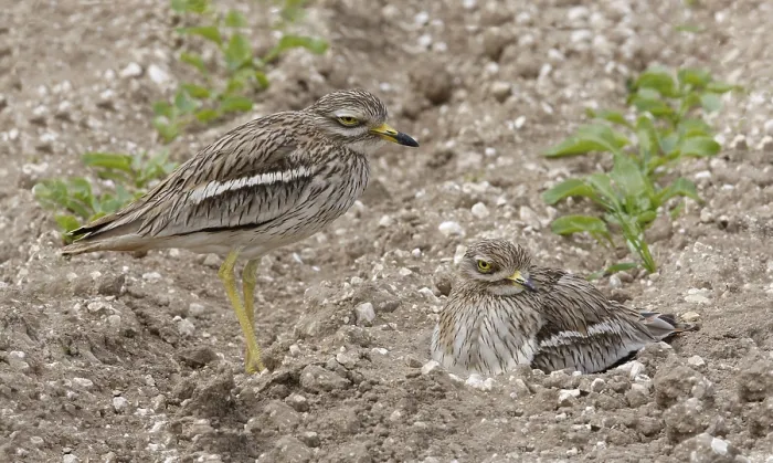 Framed Print : Eurasian stone curlew (Burhinus oedicnemus) adult pair Framed Print : Eurasian stone curlew (Burhinus oedicnemus) adult pair