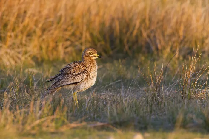 Framed Print : Eurasian Stone-curlew (Burhinus oedicnemus) in field