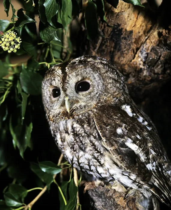 Framed Print : EURASIAN TAWNY OWL (strix aluco)