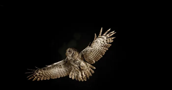 Framed Print : Eurasian Tawny Owl (strix aluco)