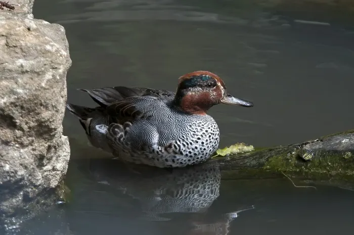 Framed Print : Eurasian Teal (Anas crecca), Bavarian Forest National Park
