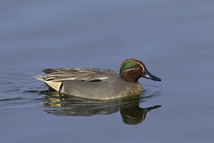 Framed Print : Eurasian Teal (Anas crecca), Common Teal male swimming in breeding plumage in pond
