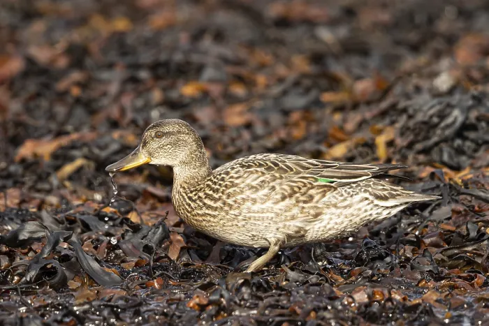 Framed Print : Eurasian Teal (Anas crecca) female foraging