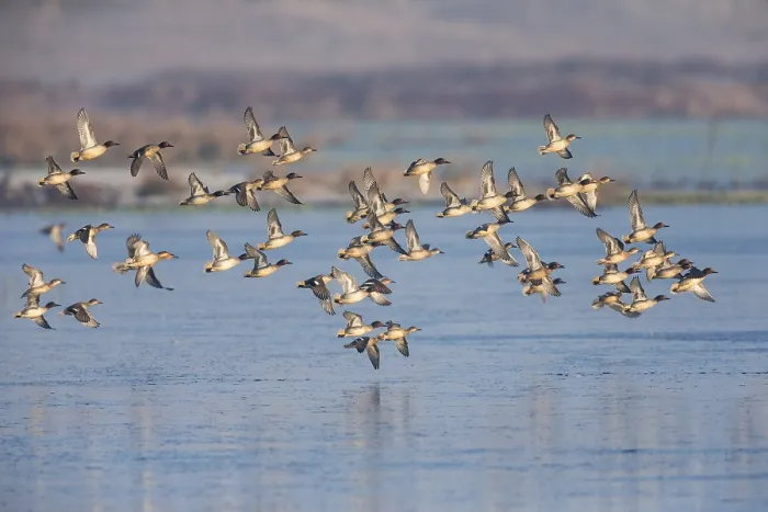 Framed Print : Eurasian Teal (Anas crecca), a flock flying over a partially frozen lake in winter