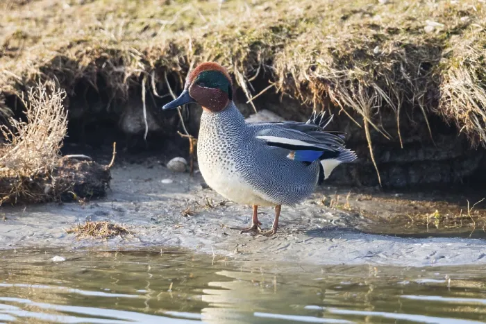 Framed Print : Eurasian Teal (Anas crecca), a male duck preening at the side of a lake