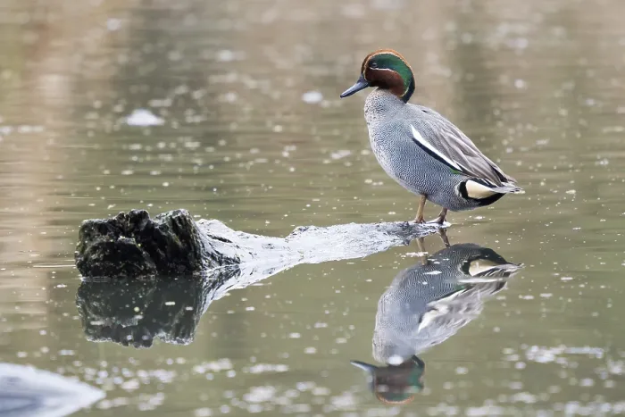 Framed Print : Eurasian teal (Anas crecca), male standing on deadwood in the water