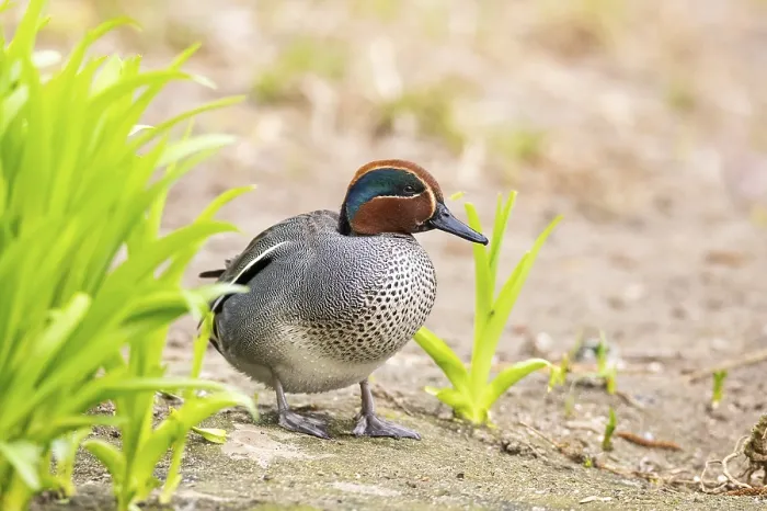 Framed Print : Eurasian teal (Anas crecca) male walking on the ground