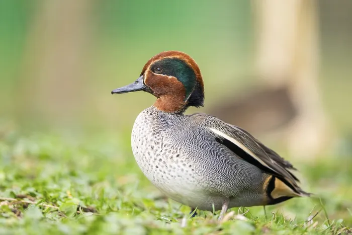 Framed Print : Eurasian teal (Anas crecca) male walking on a meadow